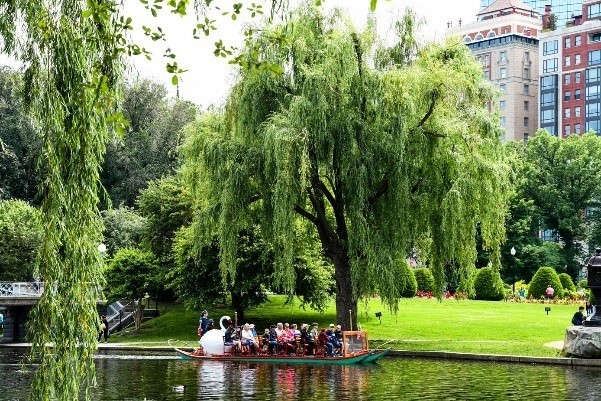 Swan boat in Boston Public Garden
